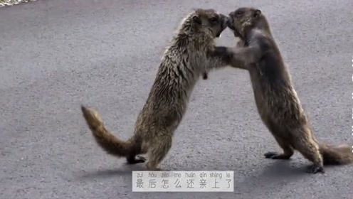 恶搞土拨鼠视频，恶搞土拨鼠视频大全