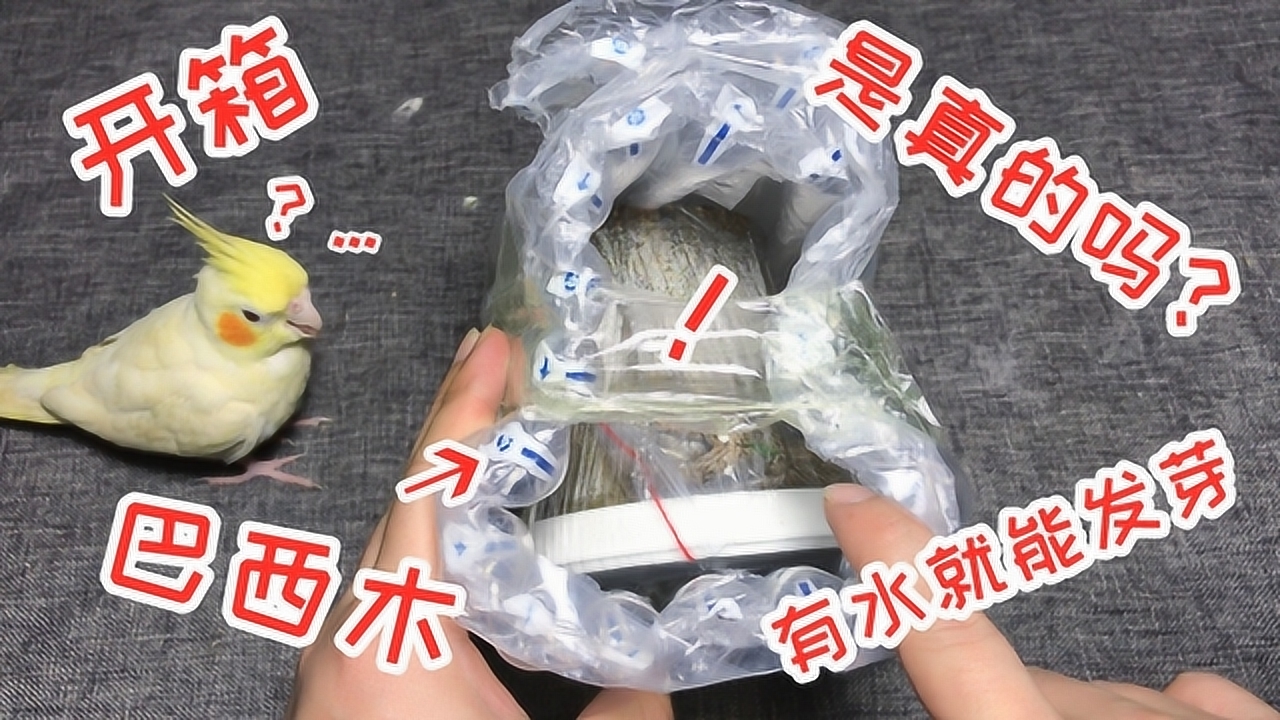 网购开箱1棵“巴西木”,听说这种木头有水就能发芽,是真的吗?