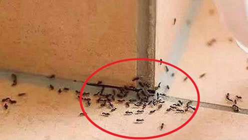 家有蚂蚁不用买蚂蚁药,角落撒一把,轻松消灭家里蚂蚁,安全有效