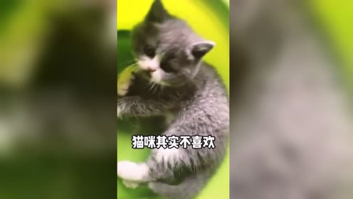 猫纸箱 腾讯视频