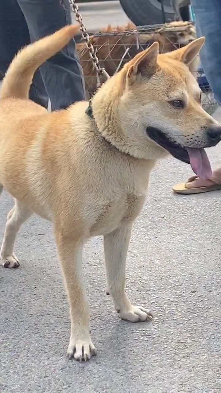 中华田园犬广西土猎犬啊黄