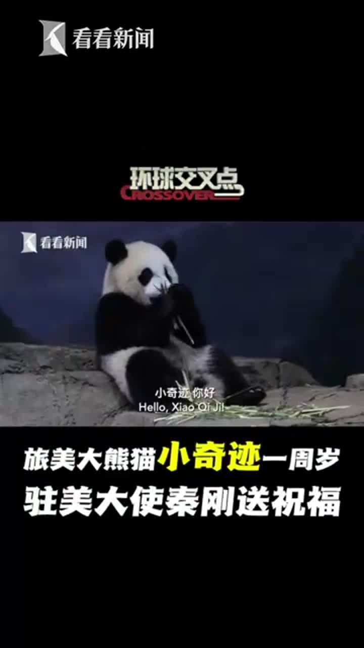 旅美大熊猫"小奇迹"一周岁,中国驻美大使秦刚送上生日祝福