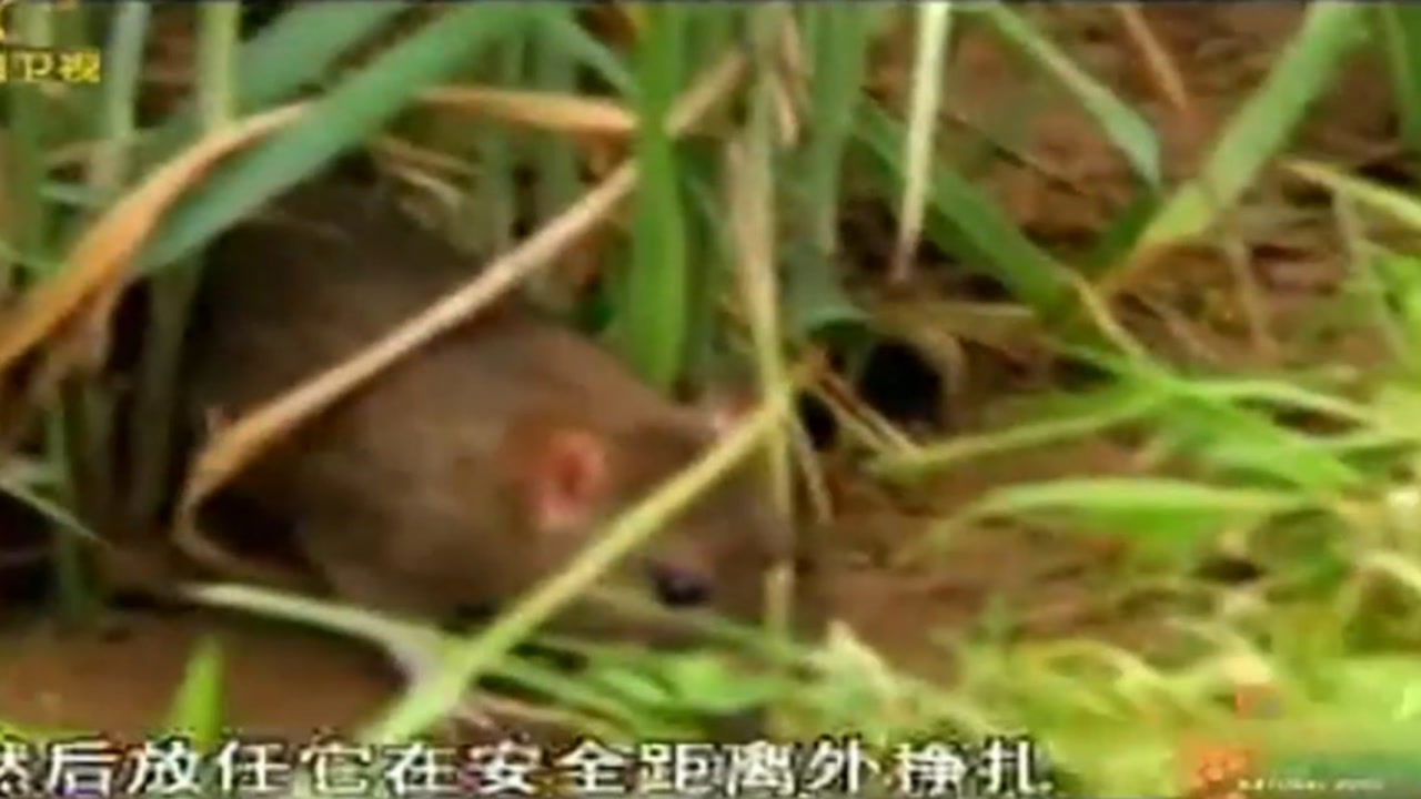 锁链蛇喜爱田间老鼠,与农夫相遇是必然的,只能小心再