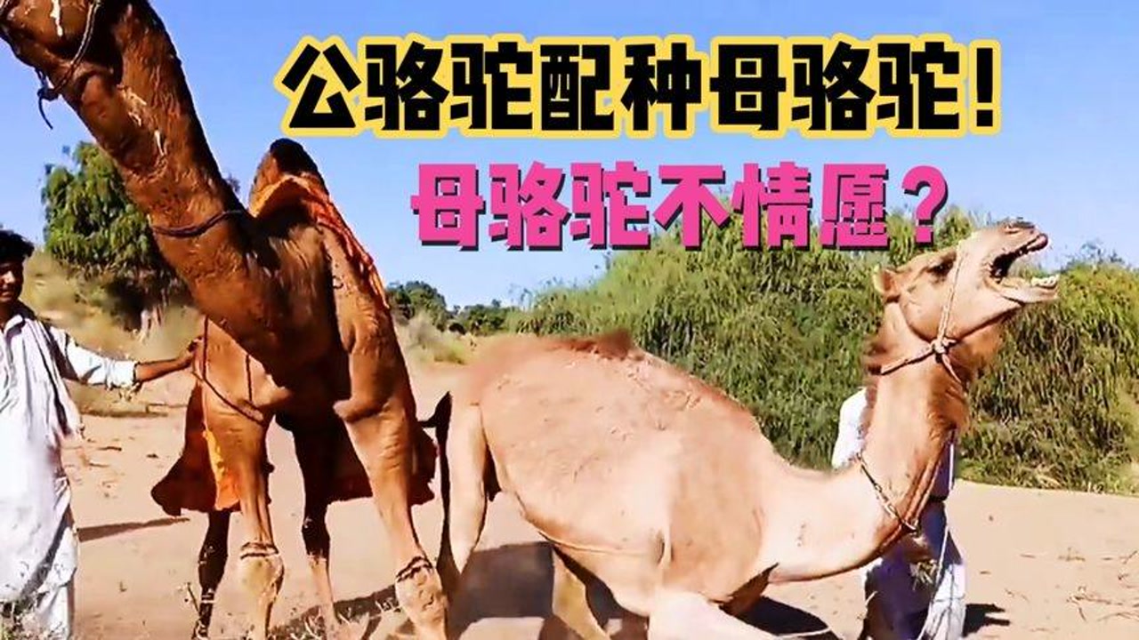 母骆驼反抗激烈!公骆驼是怎么求偶的呢?