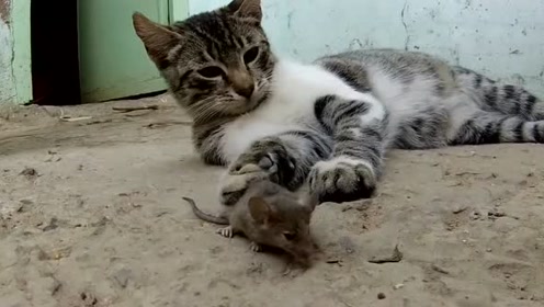 小老鼠自己用香皂洗澡 手法娴熟萌翻众人