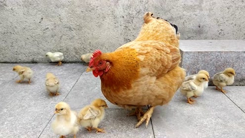 母鸡孵化了12只胖嘟嘟的小鸡,好可爱,这才是真正的土鸡