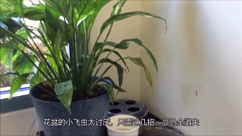 彻底消灭花盆小飞虫_小黑飞虫怎么杀彻底_彻底消灭花盆小飞虫