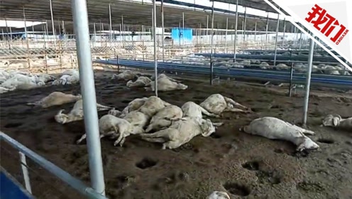 河北唐县一养殖场500多只羊疑似投毒死亡 警方介入调查