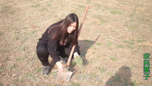 打雷后才能见到,人称"雷公笋",如今是高档野菜,10元一斤