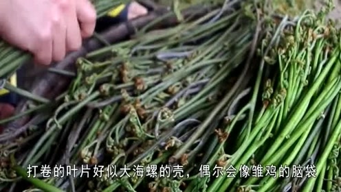 这野菜产自东北,却被称为"广东菜",口味脆爽美味