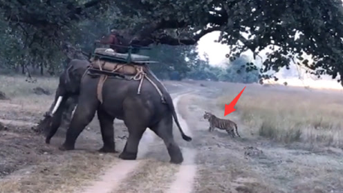 男子骑在大象背上,路中遇见老虎袭击,镜头拍下惊险过程