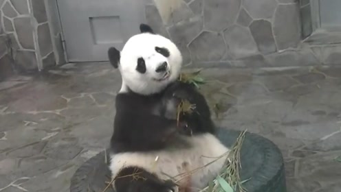 中国捂得最严实的动物,比大熊猫金贵,外国人眼红就是