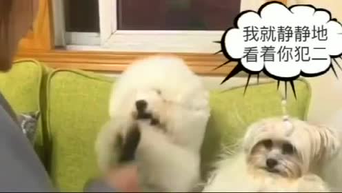 喂猫咪的过程中,这6种常见的错误,铲屎官有注意过吗?