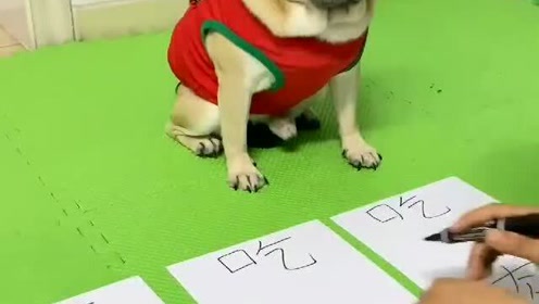 八哥犬生活 腾讯视频