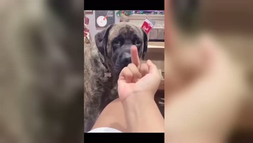 比中指 腾讯视频