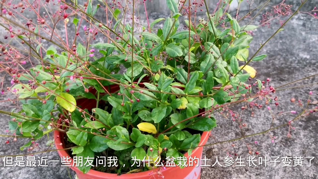 盆栽的土人参叶子发黄影响生长和观赏,怎么预防?有两个原因