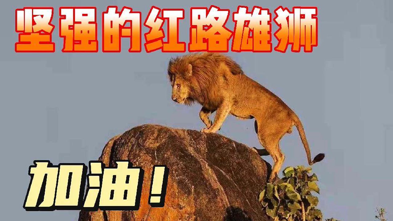 顽强生存的红路雄狮,你是最棒的,加油!