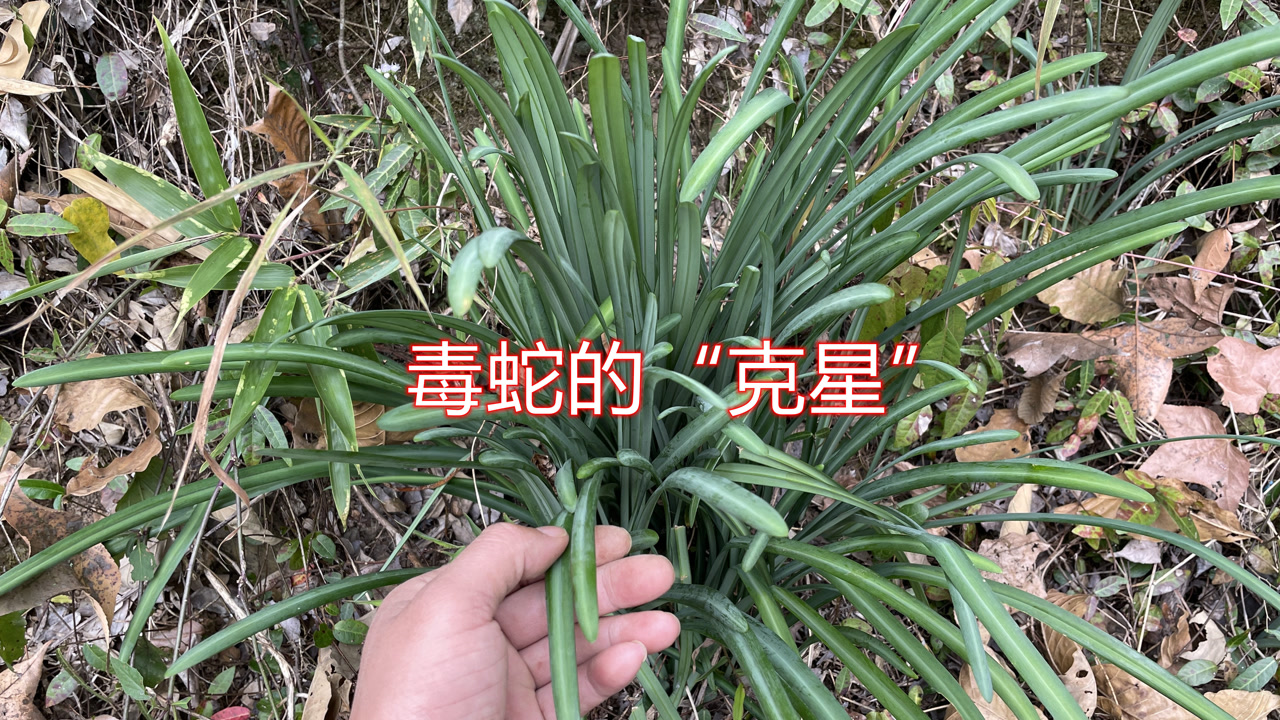 蛇胆草是毒蛇的"克星"大家来认识一下,说不定你们家乡也有