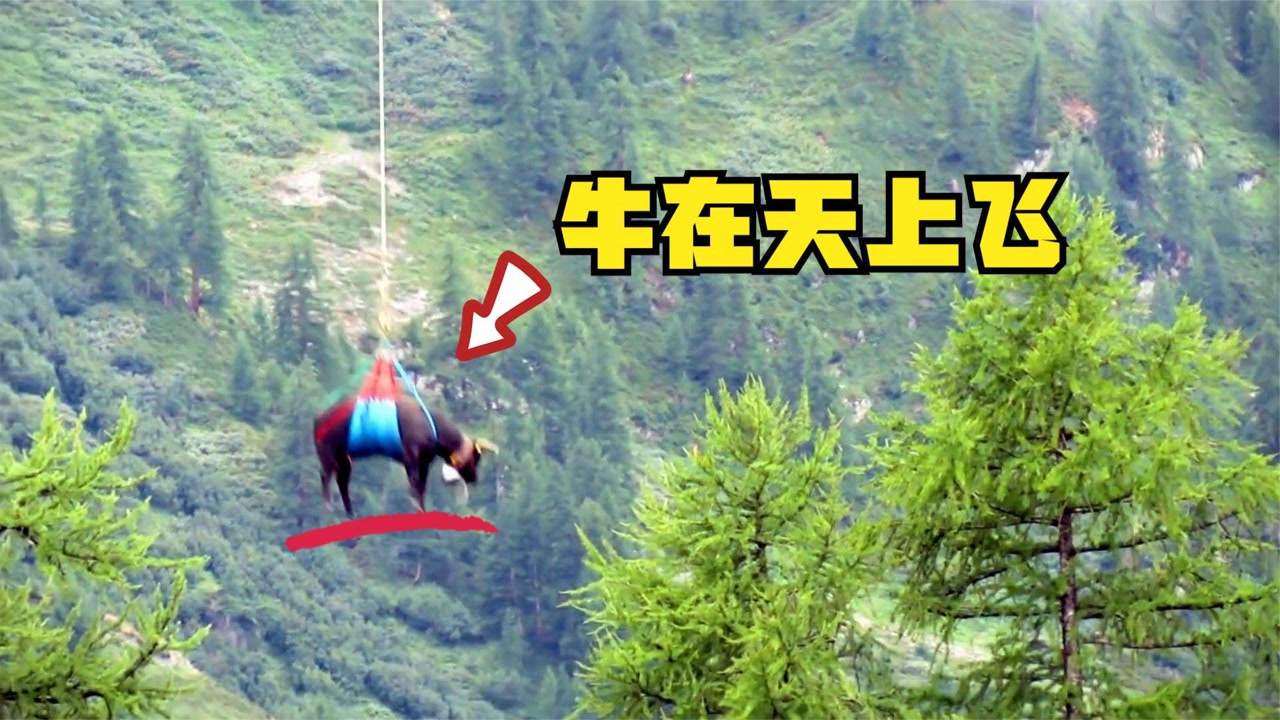 牛在天上飞!瑞士一头受伤的牛被一架直升机送到山下,高成本救助