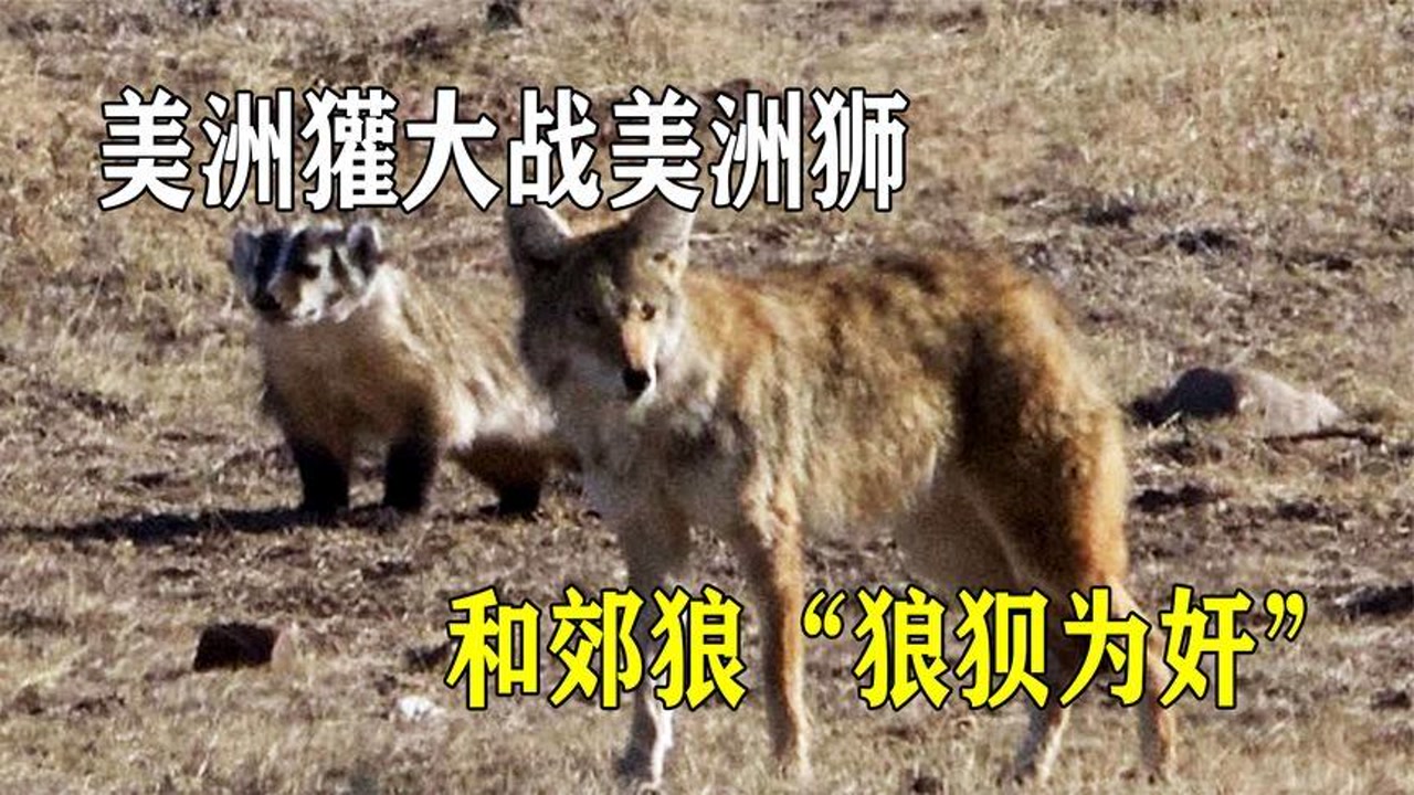 凶猛的美洲獾,战赤狐,吓退美洲狮,还和郊狼"狼狈为奸"