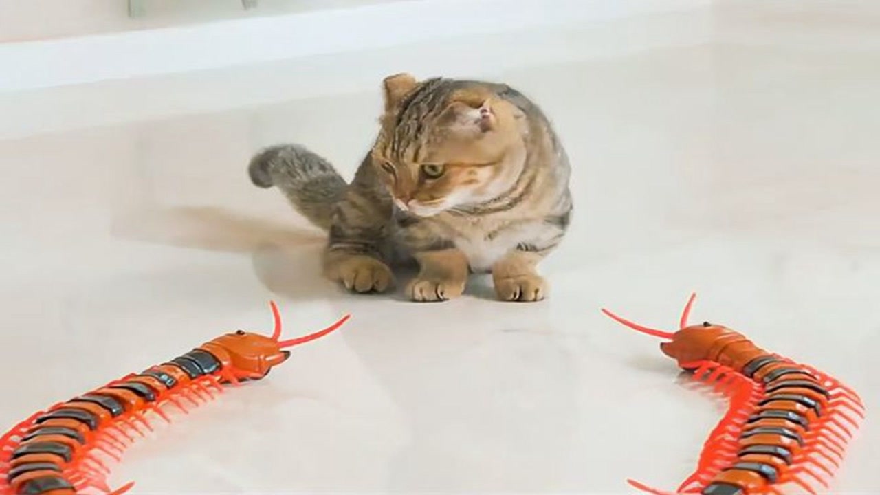 猫咪遇上"巨型蜈蚣",搞笑的一幕发生了,接下来忍住