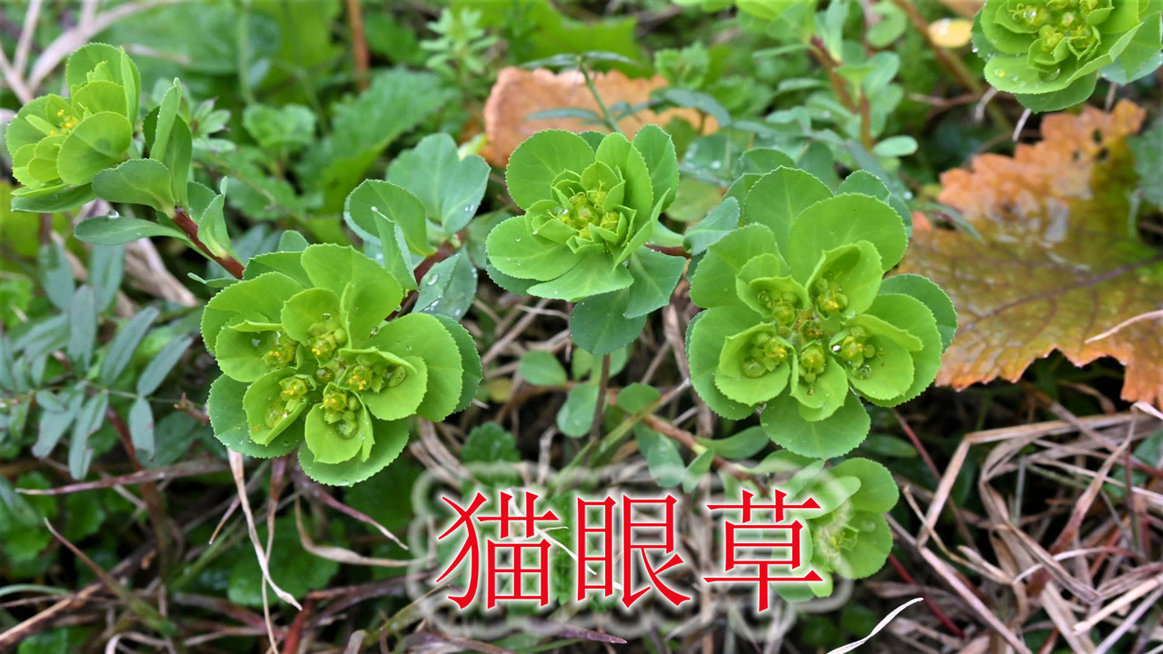 植物"猫眼草"有哪些用途?俗称"五朵云",了解农民除掉原因