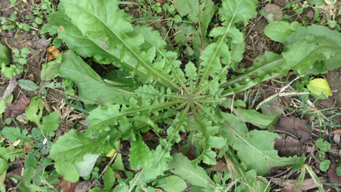 农村人喂猪的一种野菜,竟是癌症的天敌,农村称它为救命草