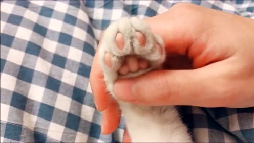 掌心猫彩票官网 永久网址2328 Net 腾讯视频