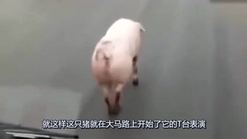 入戏太深歌曲谱_入戏太深图片(3)