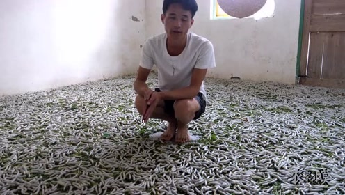 事发河口荷园村,老夫妻辛苦养蚕,蚕儿"上山"就是不结