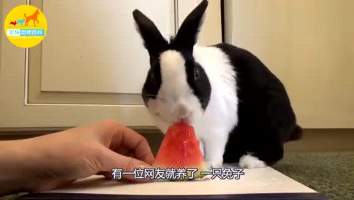 恶搞兔子大爷视频，恶搞兔子大爷视频大全