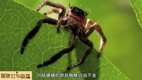 功夫螳螂吓退大蜘蛛后, 迎面又碰上了兰花螳螂, 这下该怎么办?