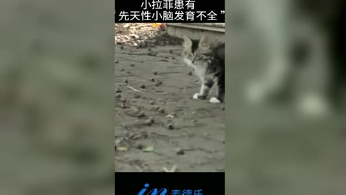故氏恶搞视频，恶搞版故事
