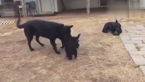黑色德国牧羊犬 腾讯视频