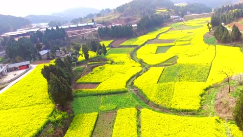 航拍:绵阳被油菜花包围的盛景,岁月静好,浅笑安然