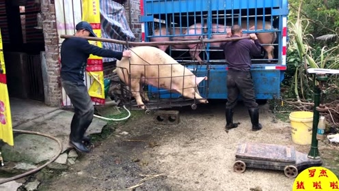 建猪场却不建上猪台,那他们是如何卖猪装车的