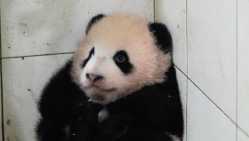 巴东一消防官兵带妻子献罕见熊猫血,挽救马鹿池车祸伤者薛辉生命