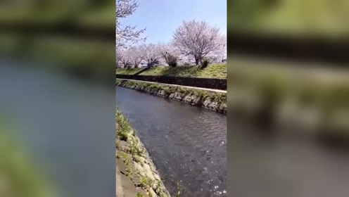 宇治川 腾讯视频