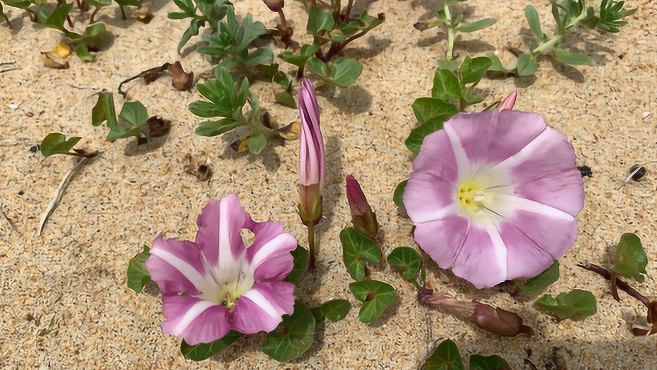 稀少恋海植物—肾叶打碗花,在威海小石岛海滩开得正艳