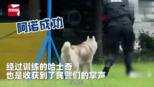 5天内如何把二哈训练成警犬?民警小姐姐:我太难了