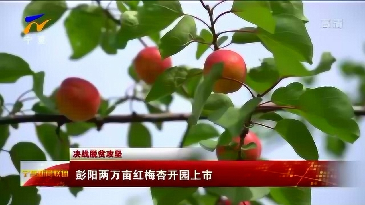 彭阳两万亩红梅杏开园上市