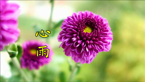 杨钰莹 毛宁一首情感歌曲《心雨》当年的金童玉女,是多少人的偶像啊!