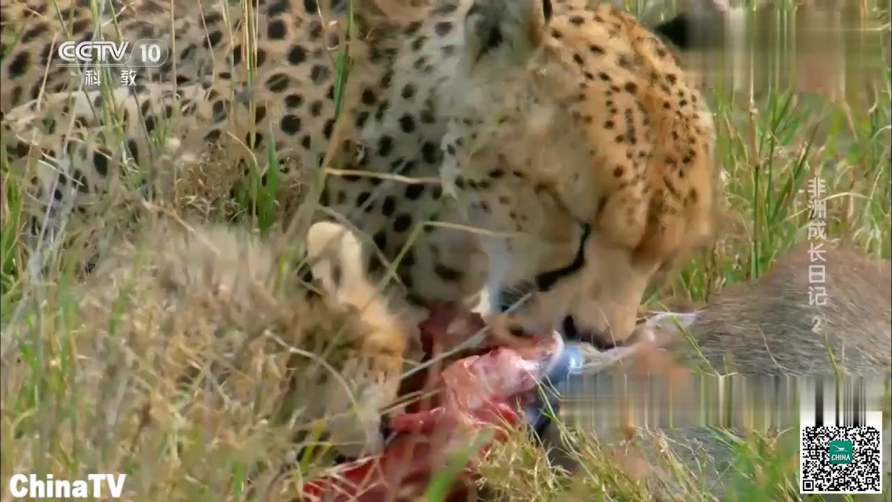 小猎豹用小小的乳牙慢慢吃肉,此刻它们便成了真正的食肉动物!