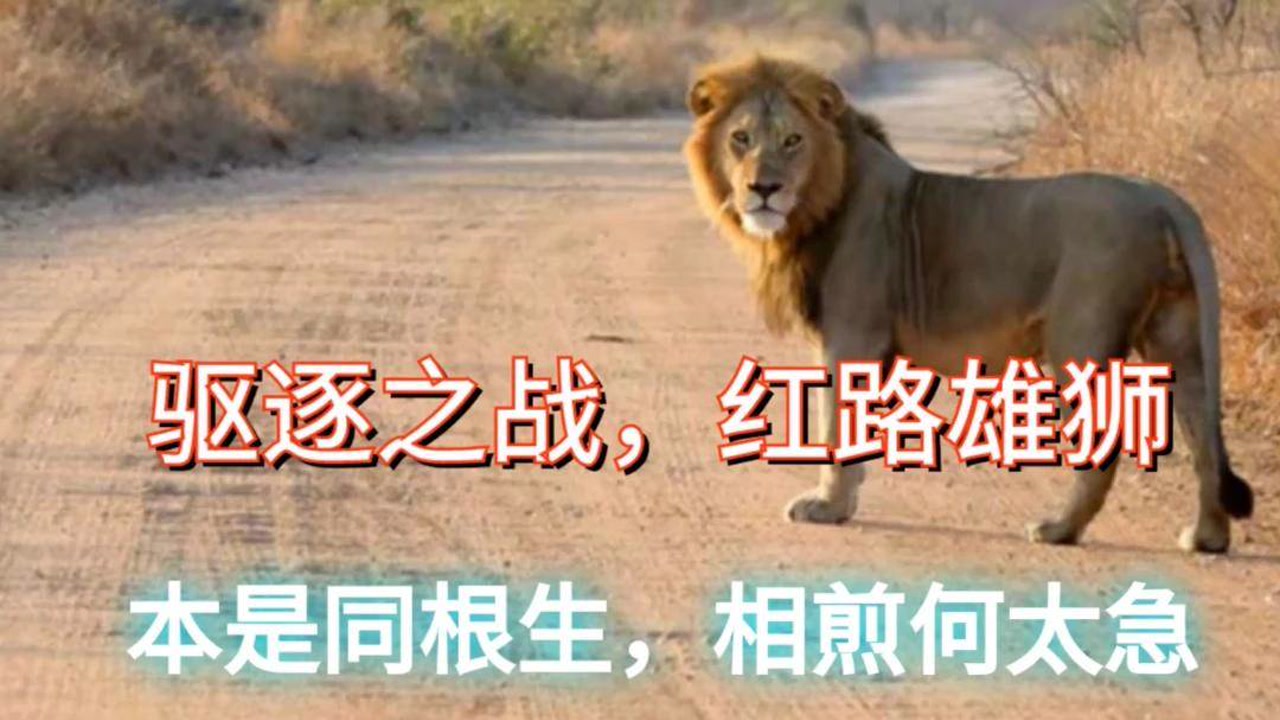 驱逐战,红路雄狮入侵姆比利狮群,被追击之后,只能落荒而逃!