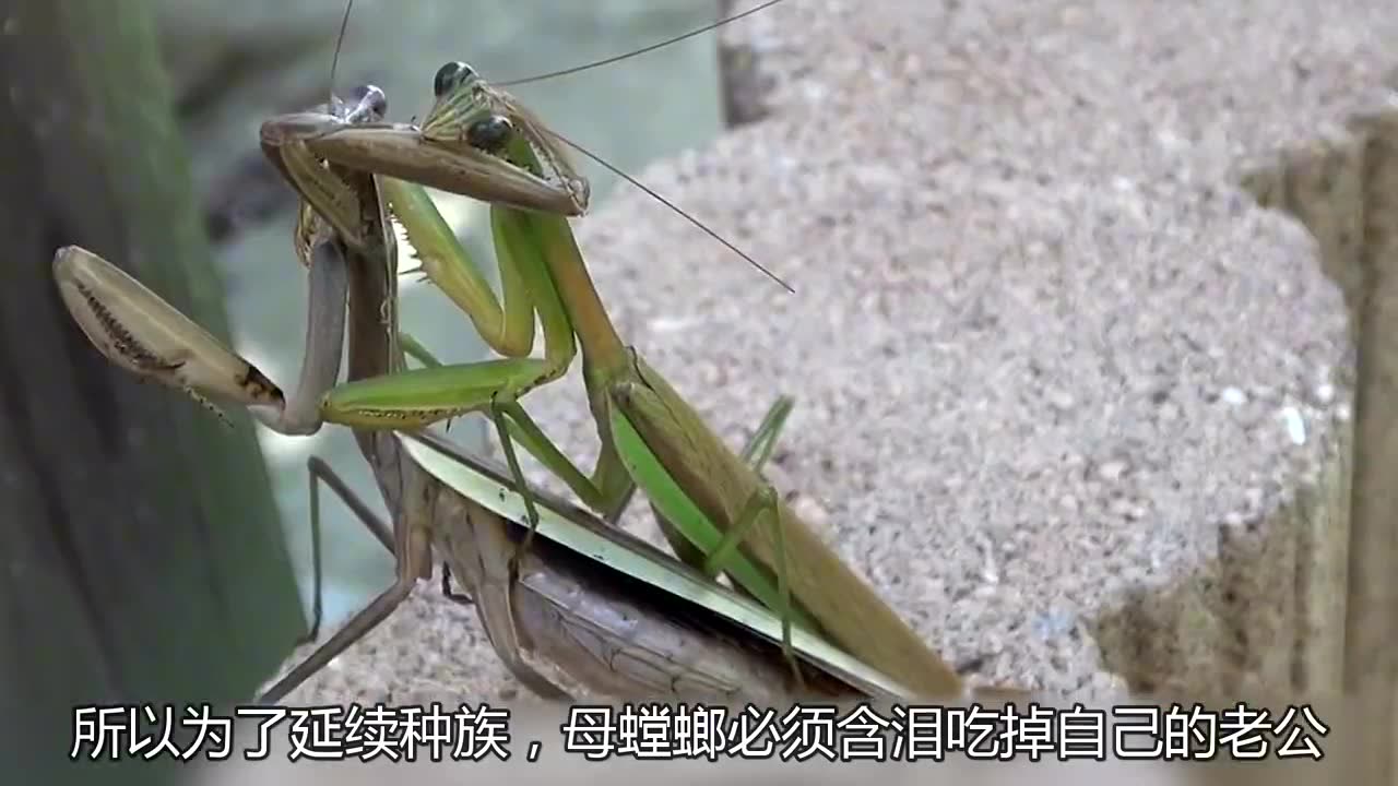 为什么母螳螂吃公螳螂,公螳螂不逃跑,真如民间传说?