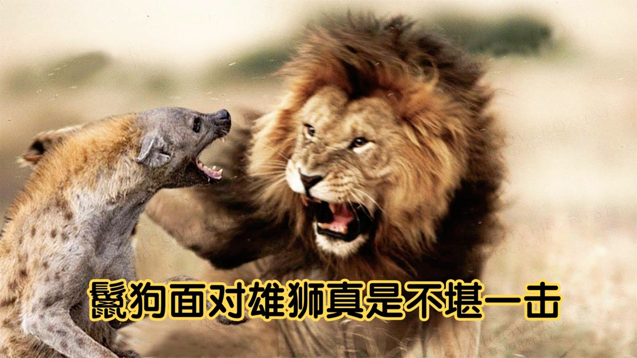 3头雄狮捕食鬣狗,鬣狗面对雄狮真是不堪一击,镜头拍下