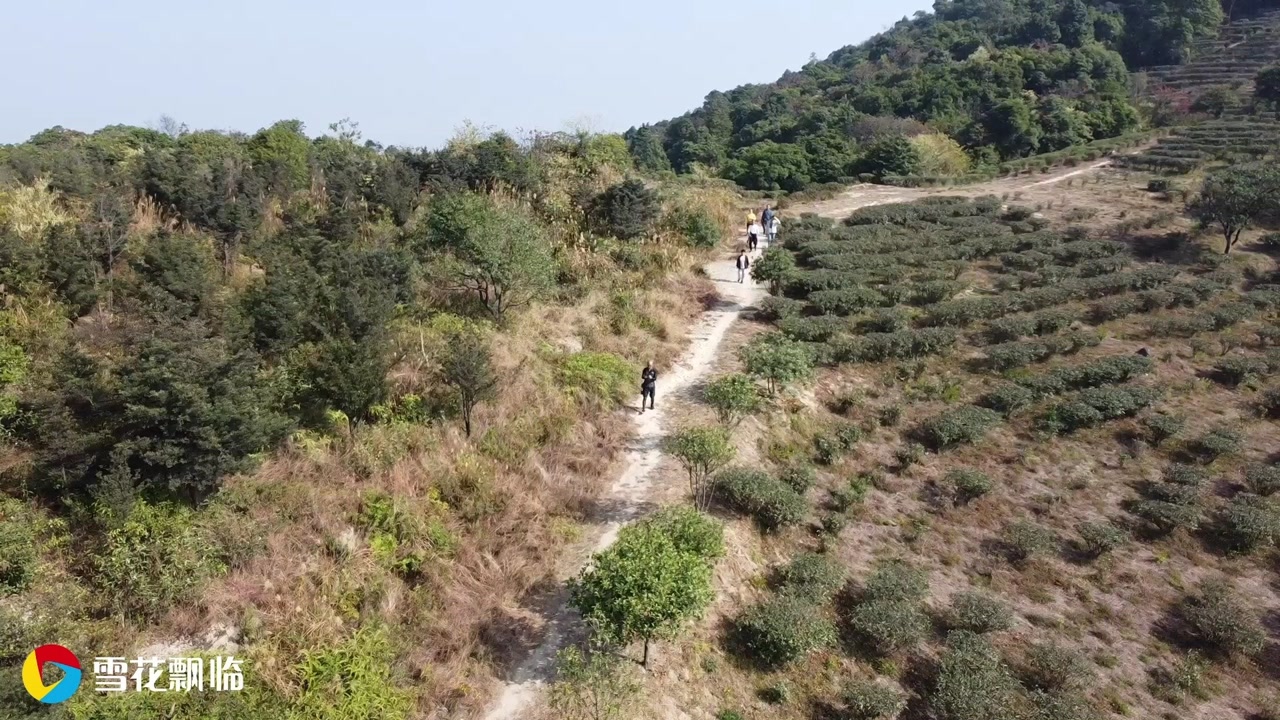 东莞大岭山茶山顶茶园航拍,有人认识这个大石头不