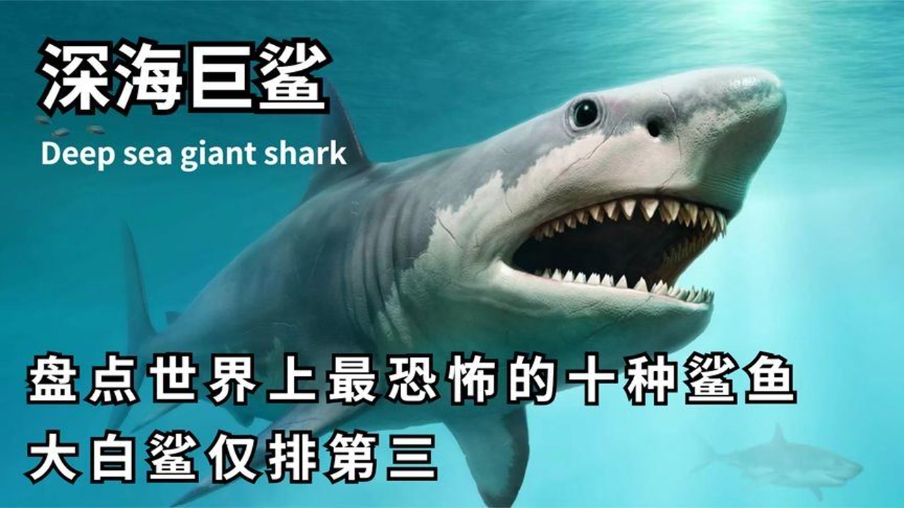 盘点十大恐怖鲨鱼,大白鲨仅排第三,位居第一的鲸鲨究竟有多恐怖