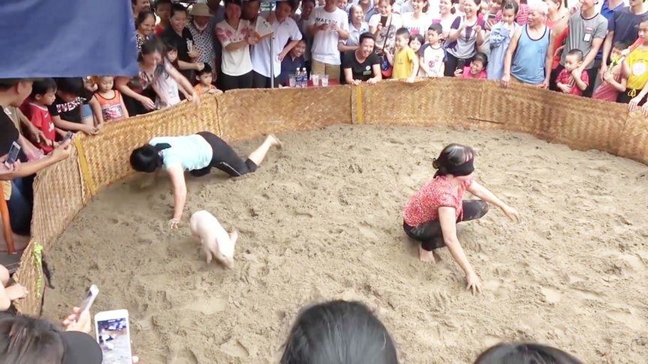 越南的蒙眼抓猪比赛 这一刻 小猪明显居于上风
