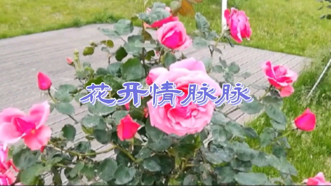 花开情脉脉